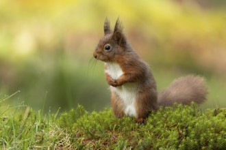 Red squirrel (Sciurus vulgaris) adult animal on a moss covered tree branch in a woodland, England,