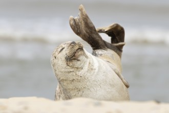 Common or Habor seal (Phoca vitulina) adult animal sleeping on the sand of a beach, England, United