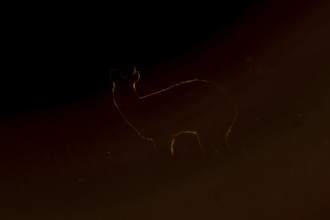 Chinese water deer (Hydropotes inermis) adult animal backlit in a marshland field at sunset,