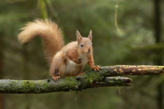 Red squirrel (Sciurus vulgaris) adult animal on a tree branch in a woodland, England, United