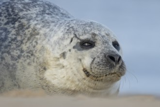 Common or Habor seal (Phoca vitulina) adult animal resting on a beach, England, United Kingdom