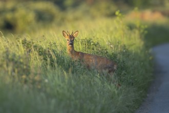 Roe deer (Capreolus capreolus) adult male roebuck on a roadside verge in summer, England, United