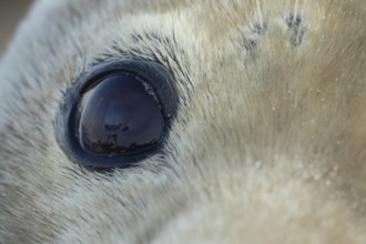 Atlantic grey seal (Halichoerus grypus) adult animal close up of its eye, England, United Kingdom