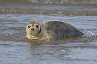 Common or Habor seal (Phoca vitulina) adult animal in the shallow waves of the sea, England, United