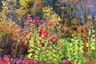 Autumn leaves, Indian summer, detail, Sugar Hill Observation Deck, Kancamagus Highway, White