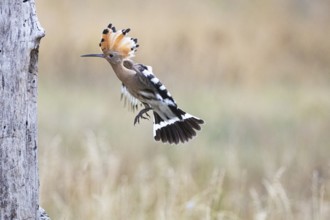 Hoopoe (Upupa epopa) Hungary