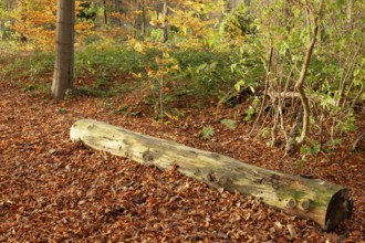 Autumn foliage, Stikelkamper Wald, Leer District, East Frisia, Lower Saxony, Germany