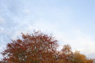 Autumn foliage, Moormerland, Leer District, East Frisia, Lower Saxony, Germany