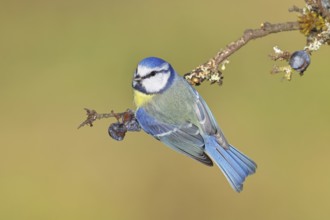 Blue tit (Parus caeruleus), sitting on a branch in a blackthorn bush, (Prunus spinosa), sloes, with