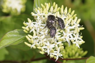Weeping rose beetle (Oxythyrea funesta), on flowers of Common Dogwood, (Cornus sanguinea), other