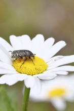 Weeping rose beetle (Oxythyrea funesta), on meadow daisy (Leucanthemum vulgare), other animals,