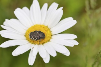 Weeping rose beetle (Oxythyrea funesta), on meadow daisy (Leucanthemum vulgare), other animals,
