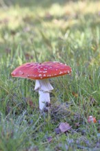 Red fly agaric (Amanita muscaria), fruiting body, in a meadow, close-up, Wilnsdorf, North