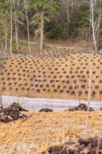 Slope protected from a wooded landscape with a protective net and plants, construction of the