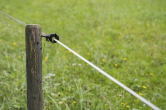 Insulator on an electric fence, willow fence, detail, Upper Bavaria, Bavaria, Germany