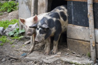 Two pigs stand at the entrance of a wooden barn on a rural farm, Sameba, Kvemo Kartli region, Lower