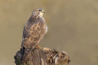 Buzzard (Buteo buteo) sitting attentively on an old tree stump, wildlife, animals, birds, bird of