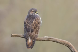 Buzzard (Buteo buteo) sitting attentively on a branch, wildlife, animals, birds, bird of prey,