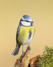 Blue tit (Parus caeruleus), direct view, Sits on an old root, Animals, Birds, Tits, Siegerland,