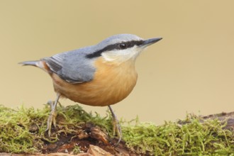 Nuthatch (Sitta europaea) on a moss-covered root, wildlife, nature photography, Neunkirchen,