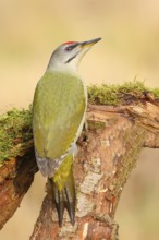 Grey-headed Woodpecker (Picus canus), Grasspecker or Pileated Woodpecker, male sitting on a