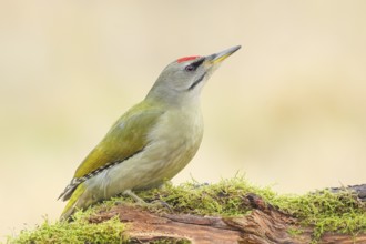 Grey-headed Woodpecker (Picus canus), Grasspecker or Pileated Woodpecker, male sitting on a
