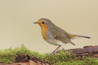Robin (Erithacus rubecula), foraging, winter feeding, standing on moss, wildlife, songbirds,