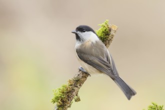 Willow Tit (Parus montanus), sitting on a branch overgrown with moss and lichen, Wildlife, Animals,