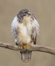 Buzzard (Buteo buteo) sitting attentively on a branch, wildlife, animals, birds, bird of prey,