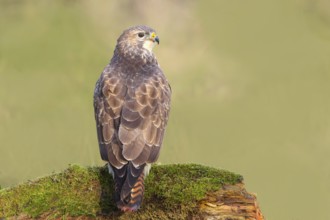 Buzzard (Buteo buteo) sitting attentively on a moss-covered tree stump, Wildlife, Animals, Birds,