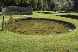 Trout in the pond, Kreuth fishing, Herzogliche Fischzucht Wildbad Kreuth, Tegernsee Valley, Upper