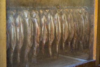 Trout in the smokehouse, fishing Kreuth, Herzogliche Fischzucht Wildbad Kreuth, Tegernsee Valley,