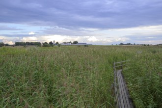 Wooden trail snakes through a wide area of reeds, Tåkern, Vadstena, Östergötalands Län, Sweden