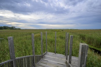 Wooden viewing platform with a view of extensive reeds under cloudy sky, Tåkern, Vadstena,