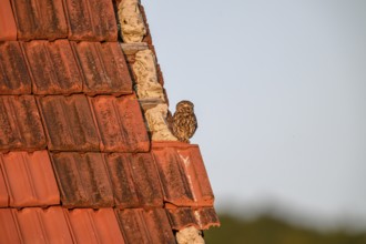 Little owl (Athene noctua) adult adult bird resting on an old tiled roof, surrounded by nature and