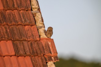 Little owl (Athene noctua) adult adult bird sitting on the edge of a tiled roof of a building and