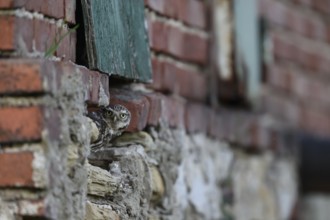 Little owl (Athene noctua) Alt-bird owl looking out of a weathered building, surrounded by old