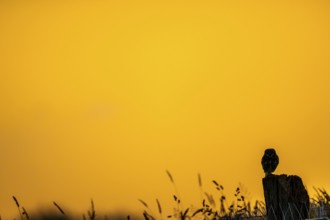 The silhouette of an owl Little Owl (Athene noctua) stands out clearly against a yellow, expansive