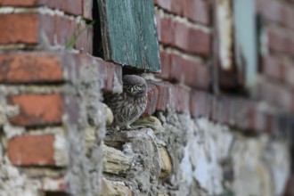 Little owl (Athene noctua) Juvenile owl looking out of a weathered building surrounded by old