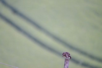 A little owl (Athene noctua) owl sitting on a post, the pastel-coloured surroundings Wiehengebirge,