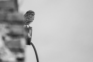 Little owl (Athene noctua) Juvenile owl looking out of a weathered building, surrounded by old