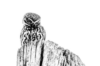 Little owl (Athene noctua) sitting on a tree stump, minimalist black and white, An owl sits on a