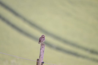 A little owl (Athene noctua) sitting on a post, captured in a minimalist style with a