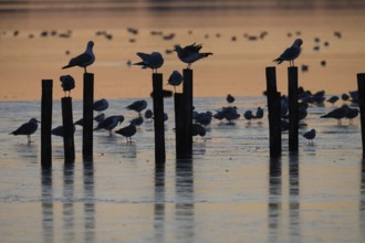 Black-headed gulls (LArus ridibundus) gather on posts in the water at sunset, Lake Dümmer,