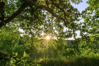 Sunlight shines through the branches of an oak (Quercus robur) in a green forest, Damme,