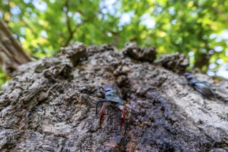 Stag beetle (Lucanus cervus) on an oak tree, Damme, Oldenburger Münsterland, Lower Saxony, Germany