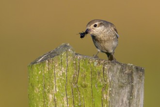 Female Red-backed Shrike (Lanius collurio) sitting on a fence post with blurred background holding