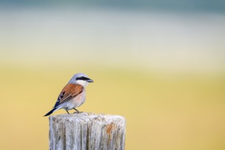 Red-backed shrike (Lanius collurio) sitting on a wooden fence post against a soft background,