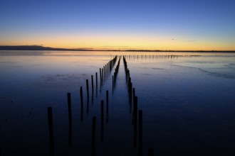 Wooden posts, boat dock posts run into water at sunset, quiet atmosphere, Dümmer See, Lembruch,