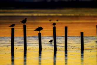 Silhouettes of LAk gulls (Larus ridibundus) on posts in golden sunset colours, Lake Dümmer,